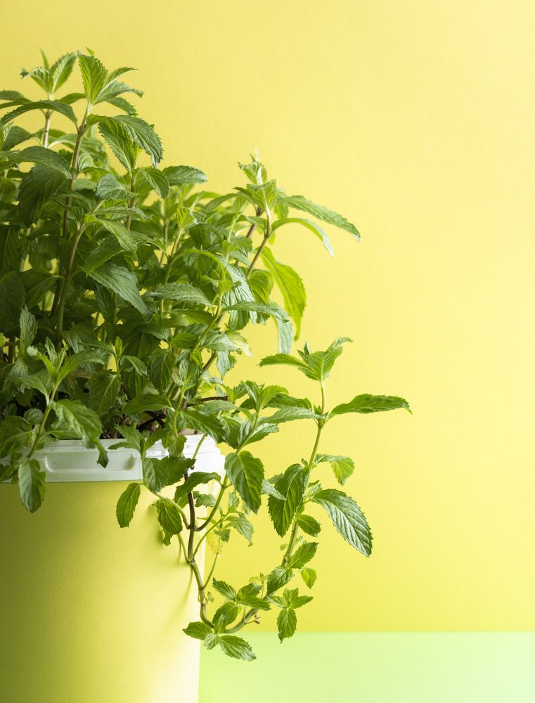 Green mint house plant