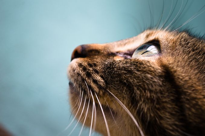 Portrait of brown tabby cat
