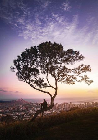 Silhouette of person sitting on tree over the city during sunset