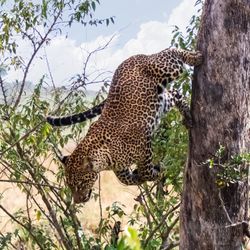 Leopard climbing down a tree in Kenya