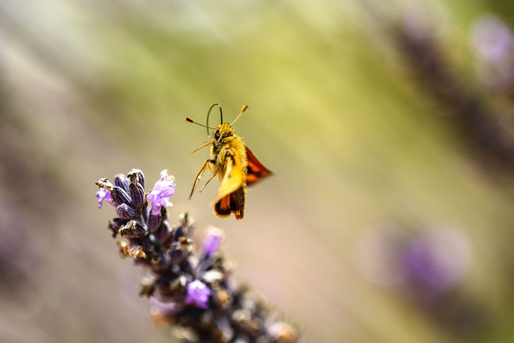 Orange butterfly leaving a purple plant