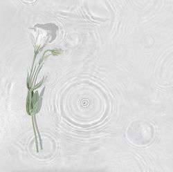 Summer scene with rose flower in water