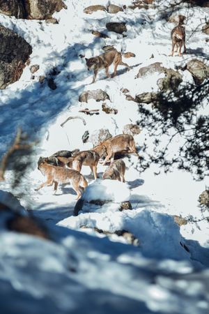 Wolves on hill between stones and snow