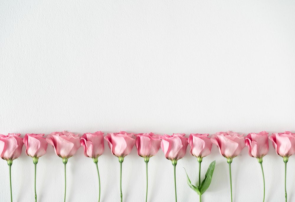 Row of pink roses and leaves