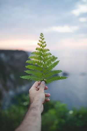 Person holding fern leaf on sunset background