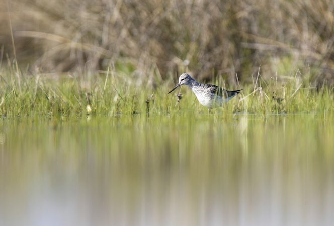 Wild redshank bird walking on water