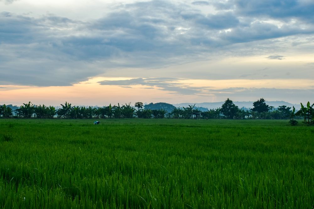 Field of grass and trees at dusk