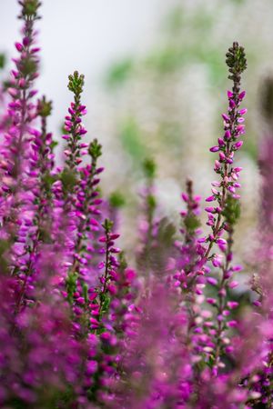 Pink calluna flowers blooming in a garden as a natural background, vertical