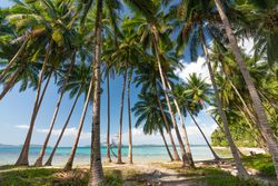 Picturesque palm grove on tropical beach