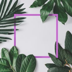 Green leaves on light background with purple frame
