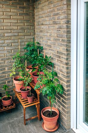 Vegetable garden on balcony corner of apartment with plants growing on ceramic pots