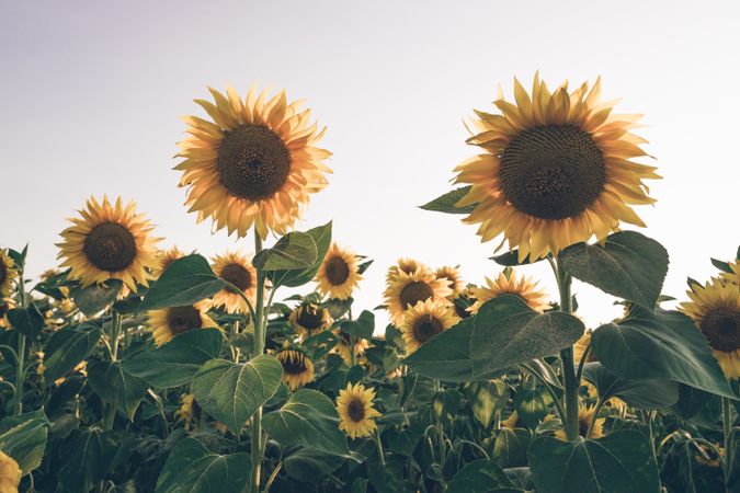 Sunflowers on background of blue sky
