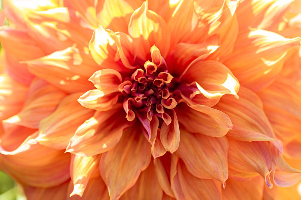 Close up of center of orange dahlia with selective focus