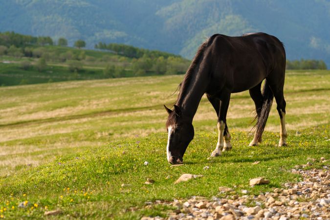 Horse grazing on grassy hillside.