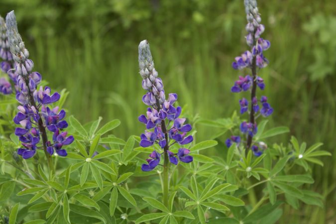 Purple Wildflower