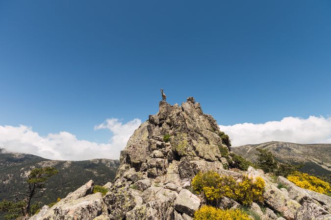 Young goats on high stone on background of blue sky
