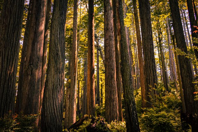 Beautiful tree trunks in forest with early sun
