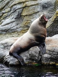 Yawning Steller Sea Lion (Eumetopias jubatus)