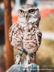 Owl on brown wooden stick 5XWXV0