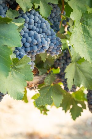 Vineyard with Lush, Ripe Wine Grapes on the Vine Ready for Harvest