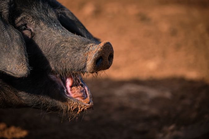 pig with dirty face on ground