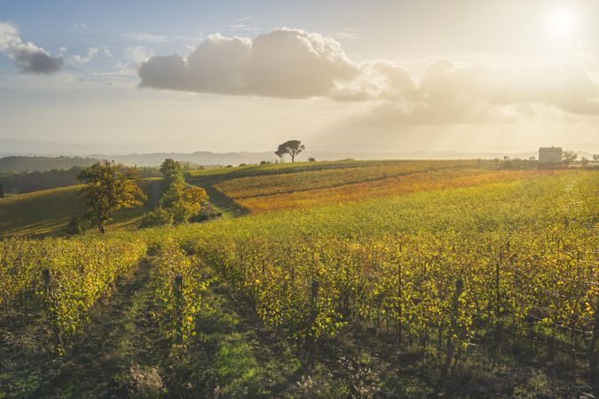 Stone pine and vineyards, autumn landscape in Chianti region at sunset, Castelnuovo Berardenga, Tuscany, Italy