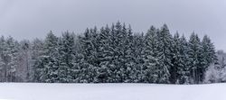 Winter panorama with snowy trees in Black Forest, Germany