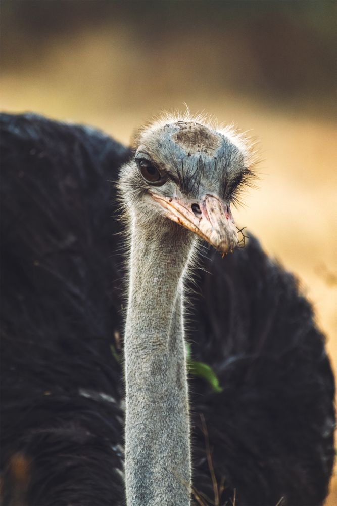 Amazing ostrich in nature