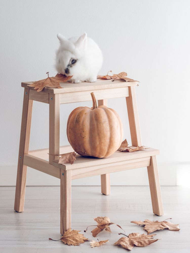Cute rabbit on step stool with pumpkin