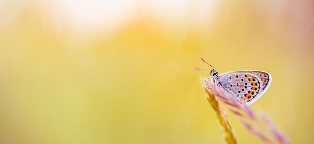 Pink colorful insect in field with blurred out background