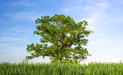 Single oak tree under a blue sky