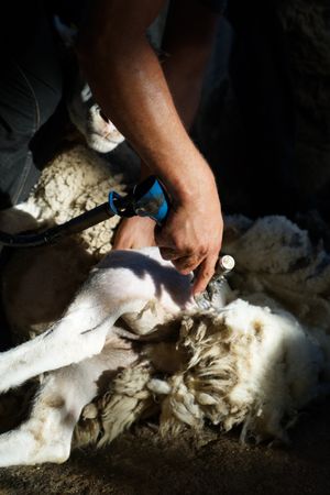 Crop man shearing sheep in barn