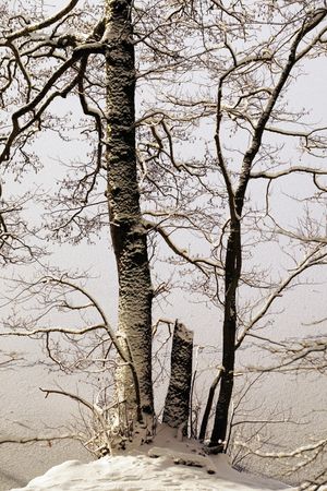 Leafless trees in winter countryside