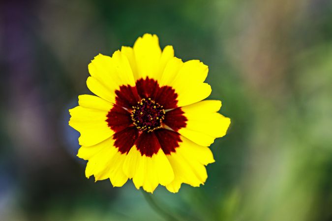 Yellow flower with dark brown interior