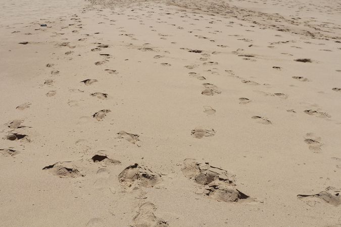 Different animal tracks in soft sand leading towards the shoreline on a sunny day
