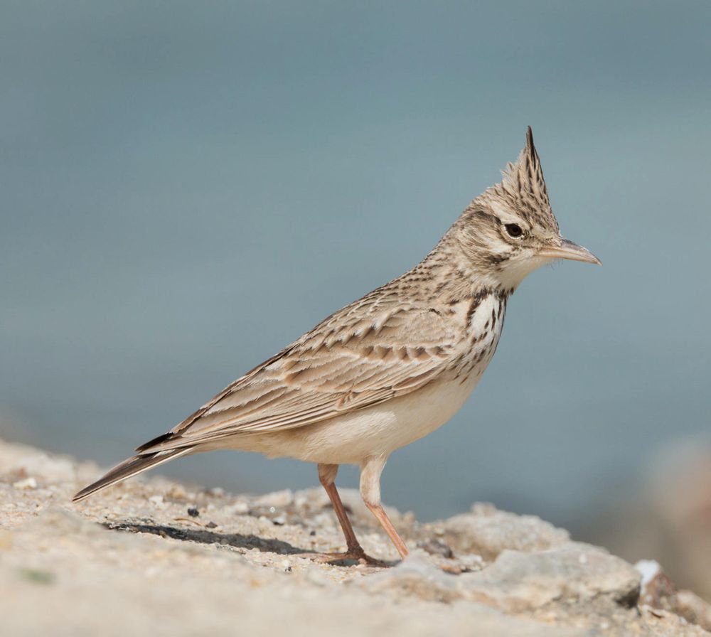 Eurasian skylark bird on sand