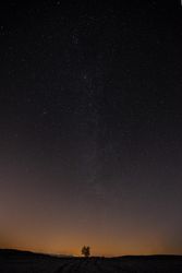 Outline of tree with city lights in distance on dark starry night
