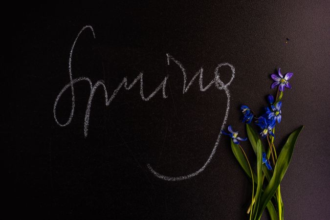 Spring floral card concept with chalkboard & scilla flower