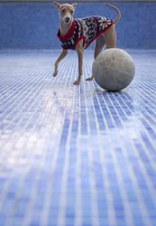 Italian greyhound dog playing in the pool with a ball