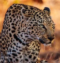 Portrait of leopard