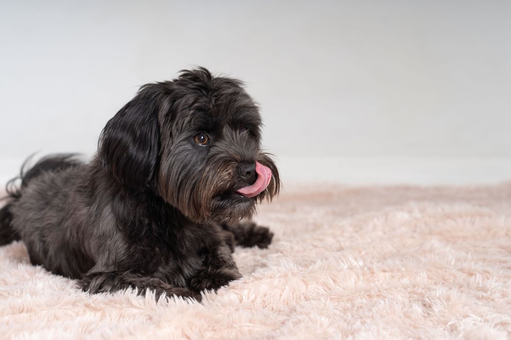 Portrait of Havanese dog on pink rug