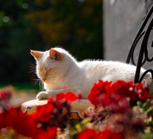 Cute cat with red flowers
