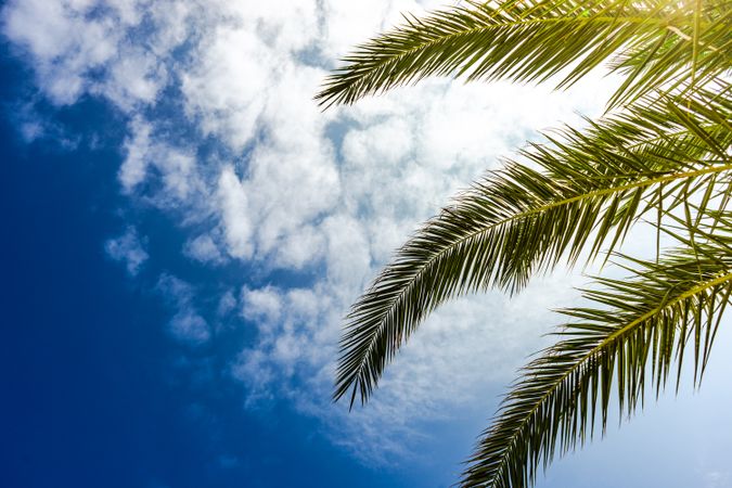 Palm tree leaves and sky