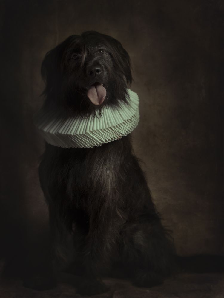 Giant schnauzer with tongue out in ruff