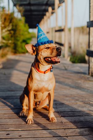 Playful brown dog in party hat at countryside