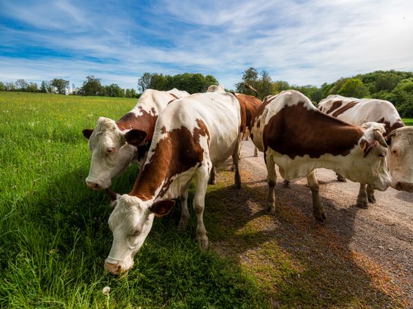 Beautiful red cows return from the pasture to the farm. Evening sun, beautiful nature.