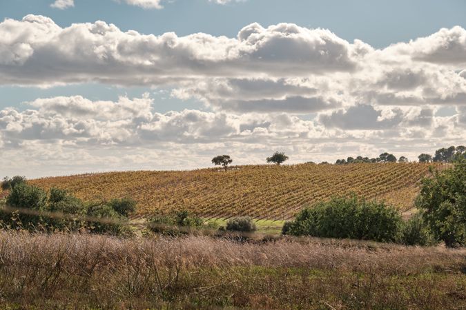 Agricultural fields on hill under cloudy sky