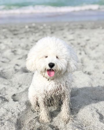 Bichon sitting on sand shore