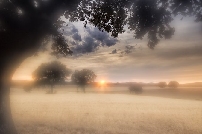 Defocused trees in sunset valley