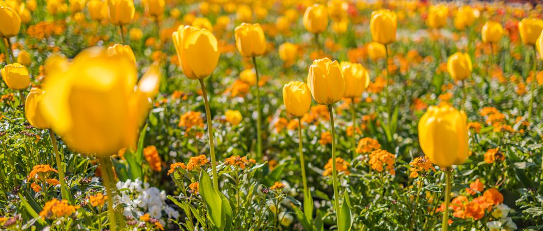 Yellow tulips patch, wide